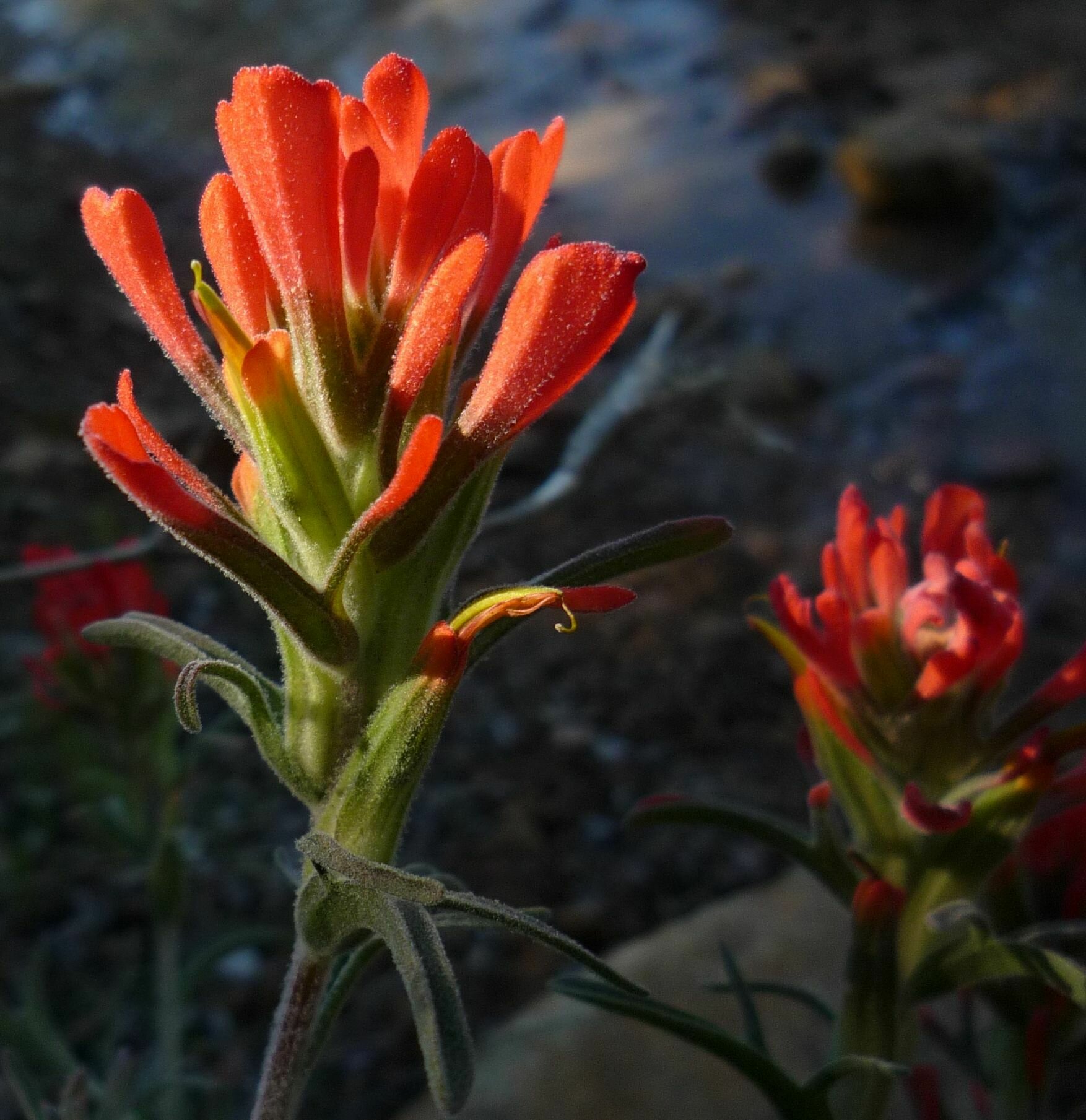 High Resolution Castilleja foliolosa Flower